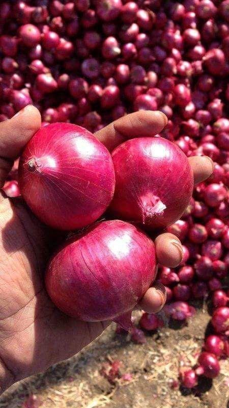 Red Onion
